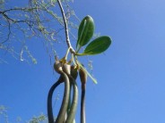 美国红树，Rhizophora mangle